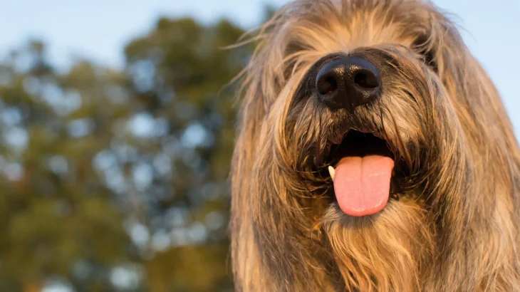 Catalan Sheepdog Dog photo