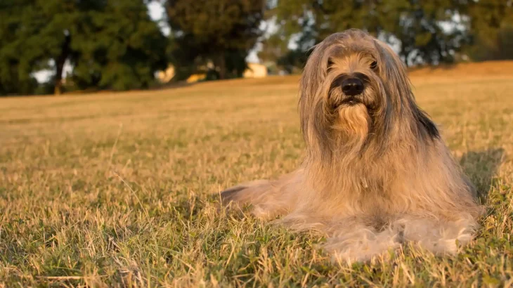 Catalan Sheepdog Dog photo
