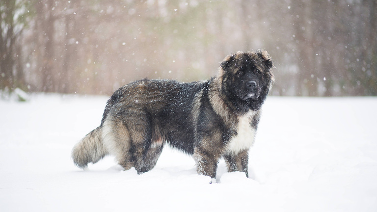 Caucasian Shepherd Dog Dog photo