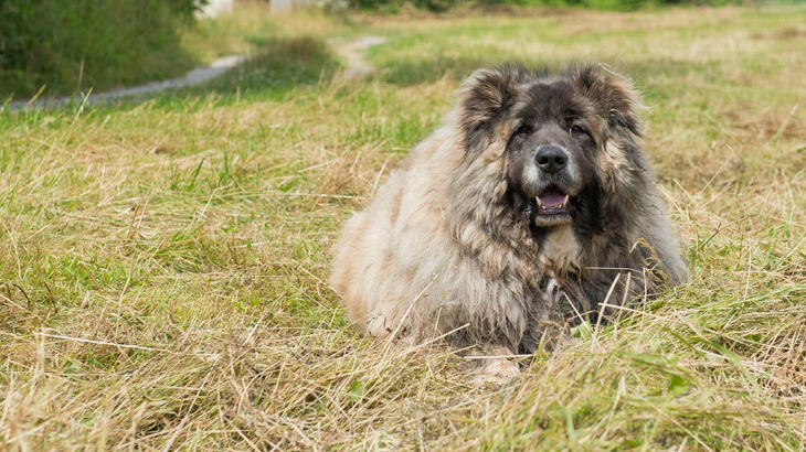 Caucasian Shepherd Dog Dog photo
