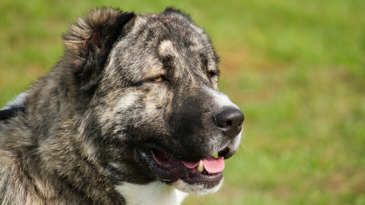 Caucasian Shepherd Dog Dog photo