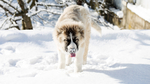 Caucasian Shepherd Dog Dog photo