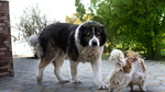 Caucasian Shepherd Dog Dog photo