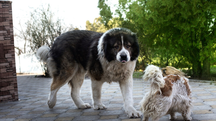Caucasian Shepherd Dog Dog photo