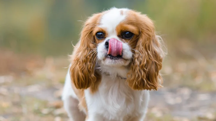 Cavalier King Charles Spaniel Dog photo
