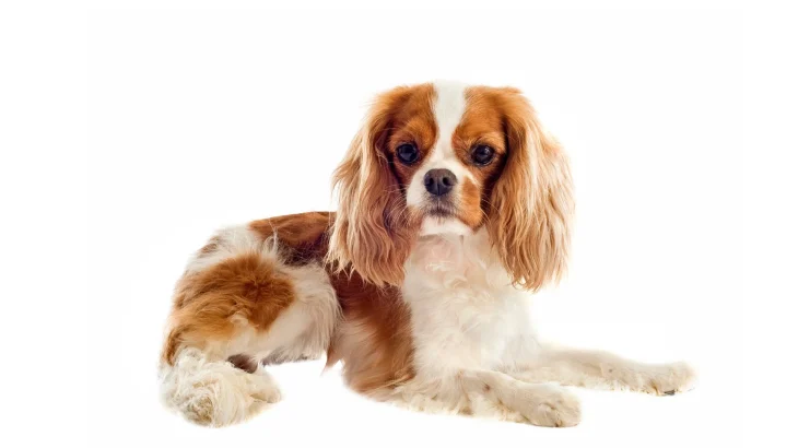 Cavalier King Charles Spaniel Dog photo