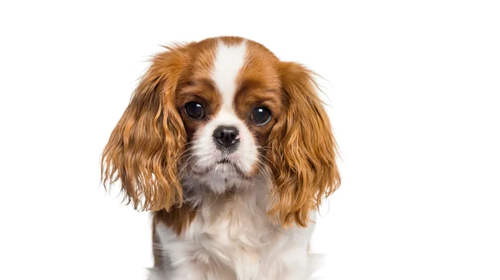 Cavalier King Charles Spaniel Dog photo