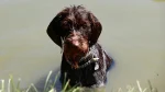 Cesky Fousek Dog photo