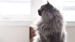 Chantilly-Tiffany Cat photo