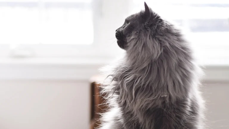 Chantilly-Tiffany Cat photo