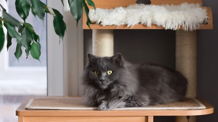 Chantilly-Tiffany Cat photo