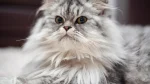 Chantilly-Tiffany Cat photo
