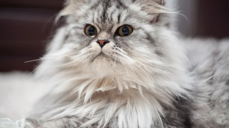 Chantilly-Tiffany Cat photo