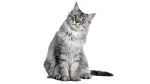 Chantilly-Tiffany Cat photo