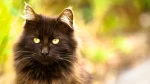 Chantilly Cat photo
