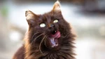 Chantilly Cat photo