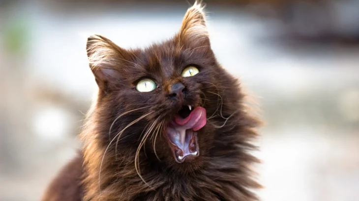 Chantilly Cat photo