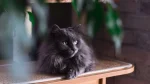 Chantilly Cat photo
