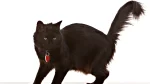 Chantilly Cat photo