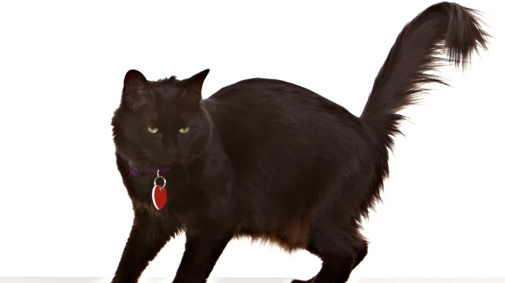 Chantilly Cat photo