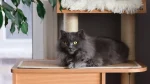Chantilly Cat photo