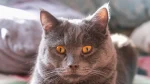 Chartreux Cat photo