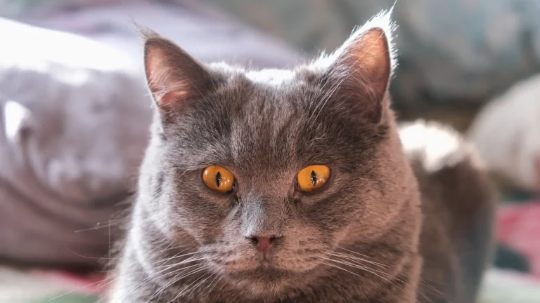 Chartreux Cat photo