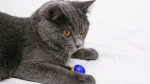 Chartreux Cat photo