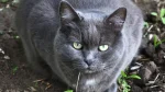 Chartreux Cat photo
