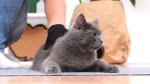 Chartreux Cat photo