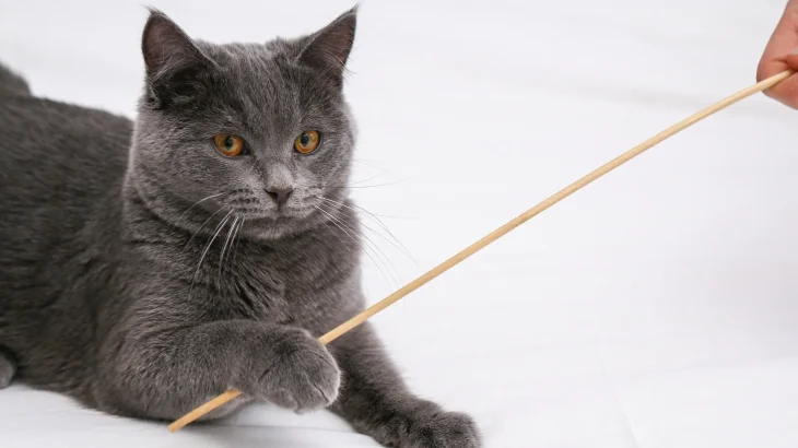 Chartreux Cat photo