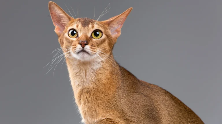 Chausie Cat photo