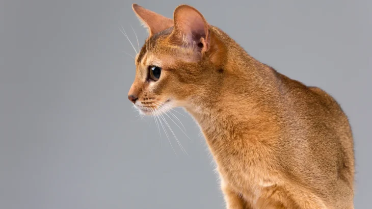 Chausie Cat photo