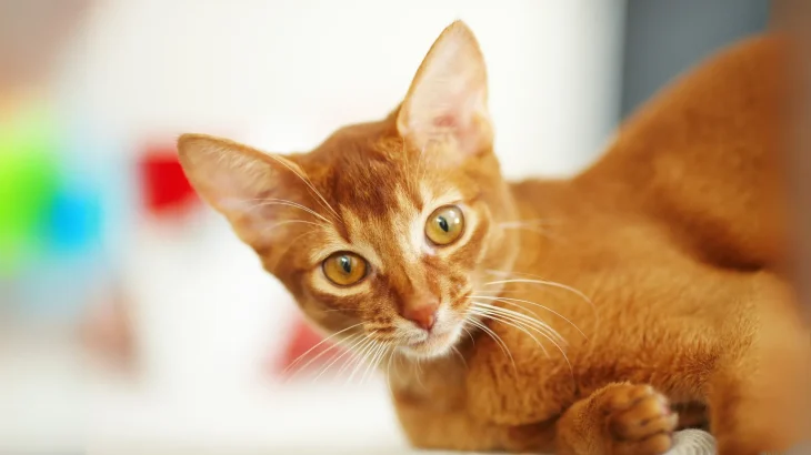 Chausie Cat photo