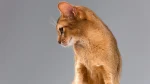 Chausie Cat photo