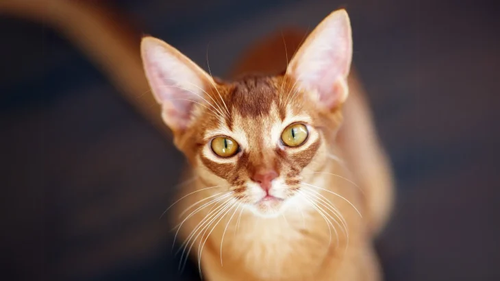 Chausie Cat photo