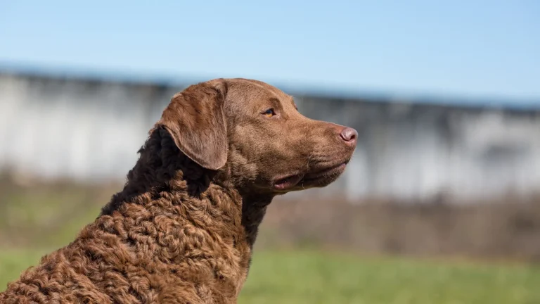 Chesapeake Bay Retriever Dog photo