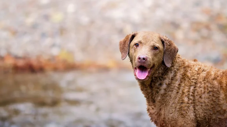 Chesapeake Bay Retriever Dog photo