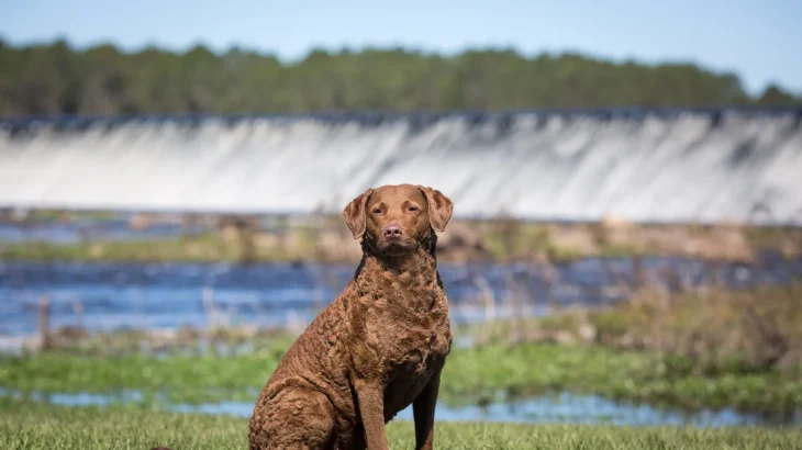 Chesapeake Bay Retriever Dog photo