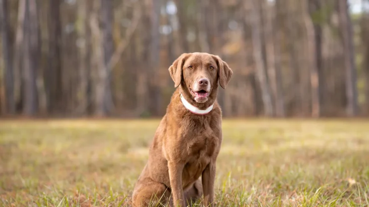 Chesapeake Bay Retriever Dog photo