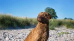 Chesapeake Bay Retriever Dog photo