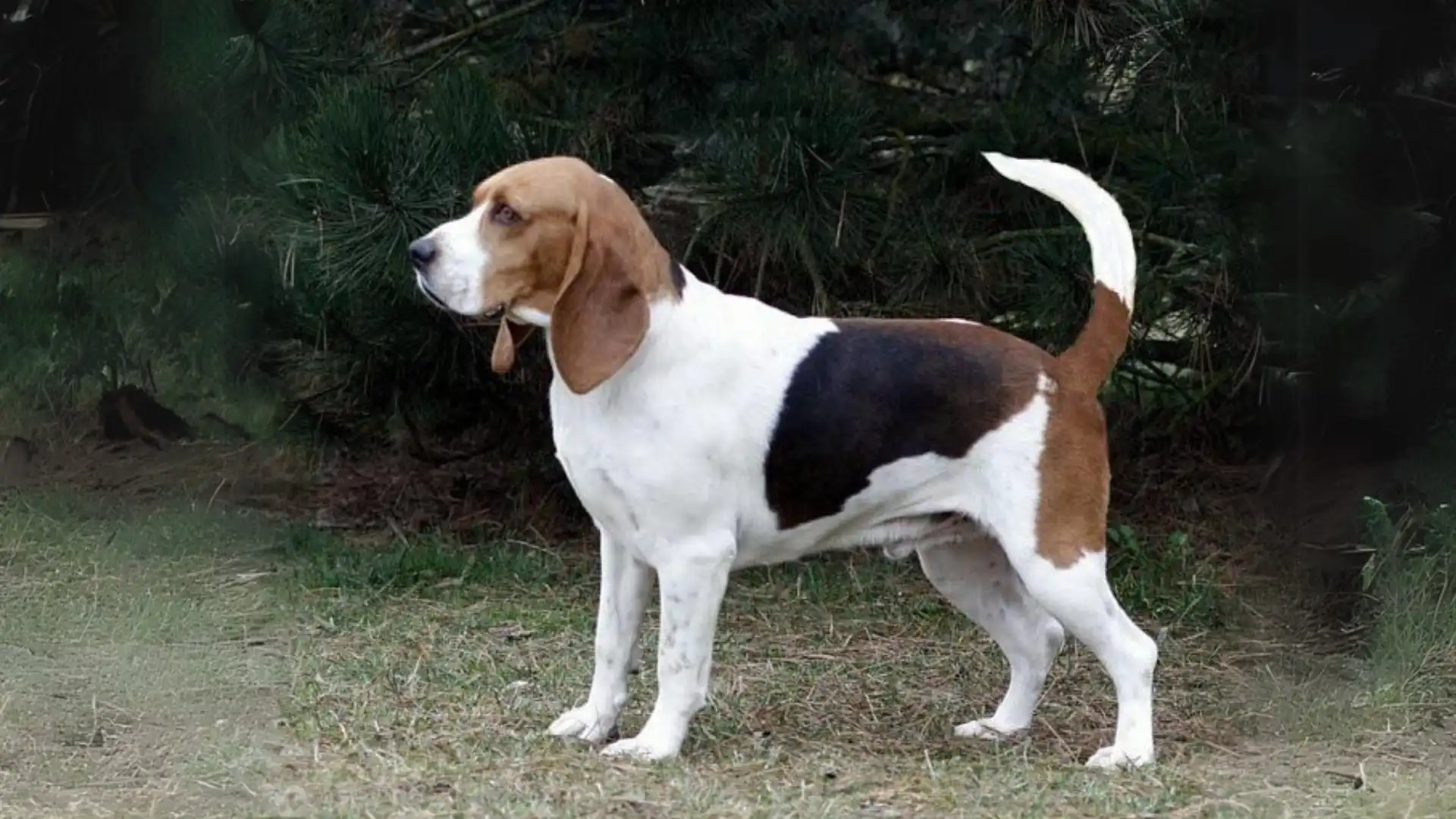 Chien d'Artois Dog photo