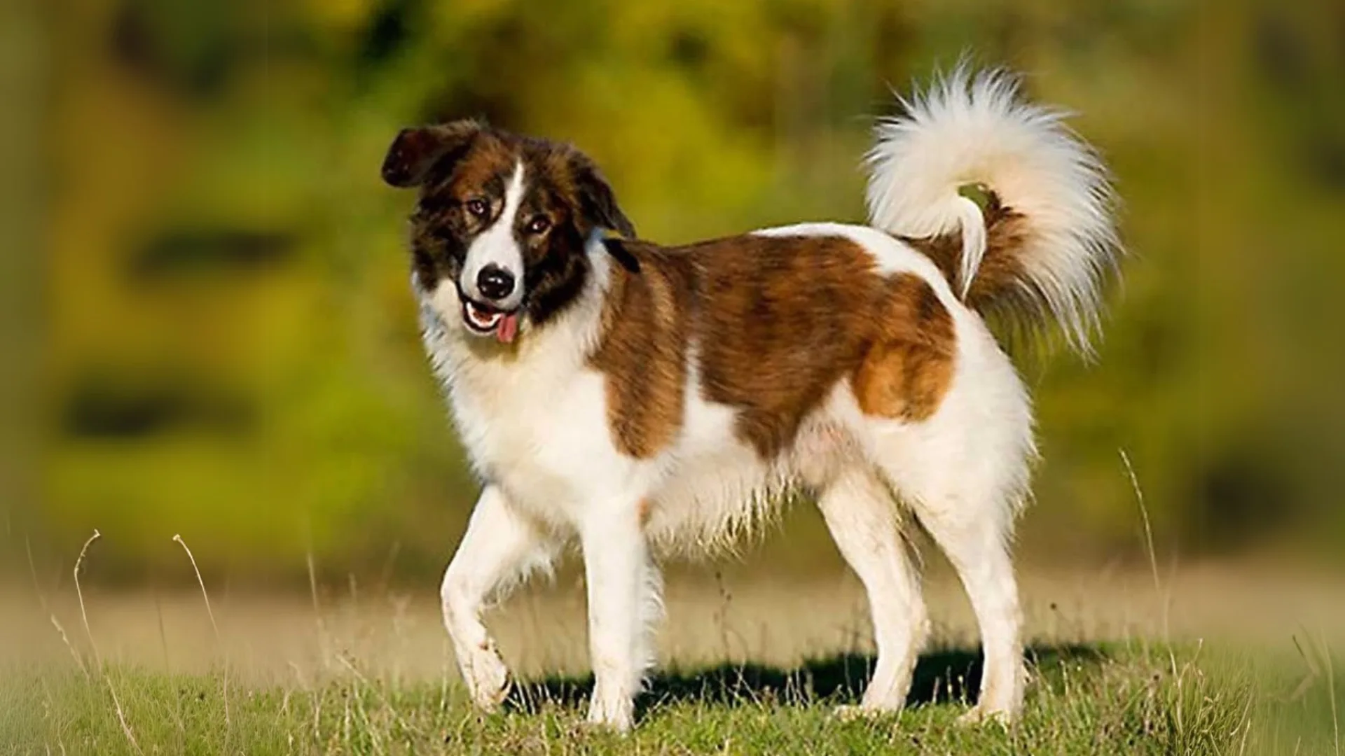 Cane da Montagna dell'Atlante Dog photo
