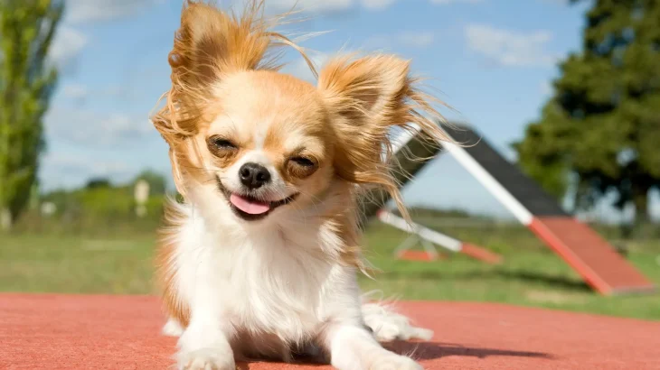 Chihuahua Dog photo