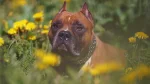 Chinese Chongqing Dog Dog photo