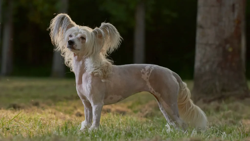 Chinese Crested Dog photo