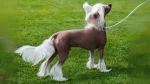 Chinese Crested Dog photo
