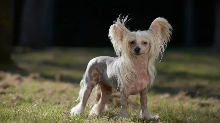 Chinese Crested Dog photo