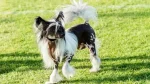 Chinese Crested Dog photo