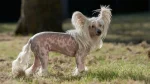 Chinese Crested Dog photo